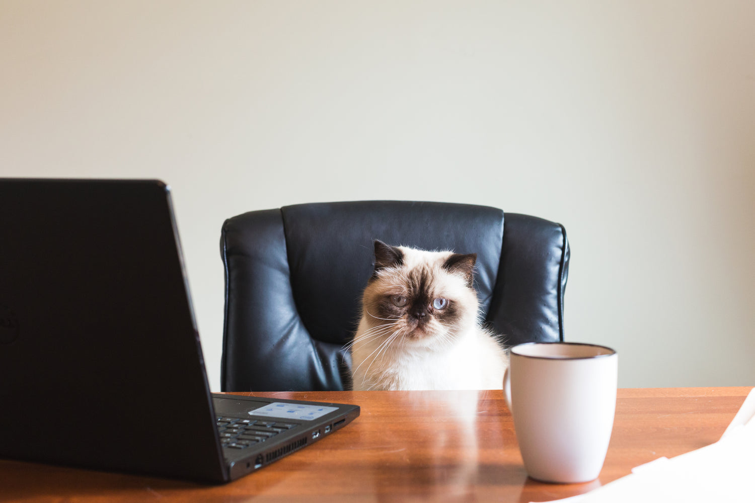 files/business-cat-in-office.jpg